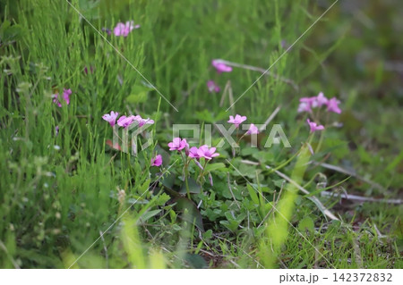 イモカタバミの鮮やかなピンクの花 イモカタバミの鮮やかなピンクの花 142372832