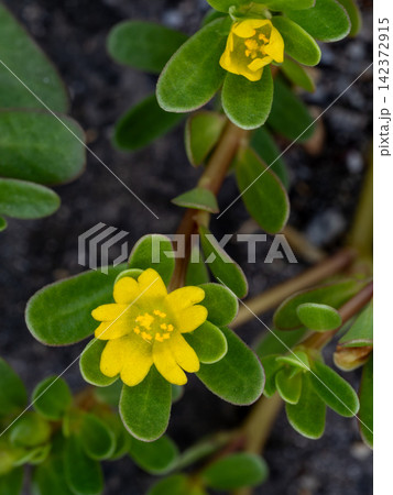 道端に生えているスベリヒユの黄色い花 道端に生えているスベリヒユの黄色い花 142372915