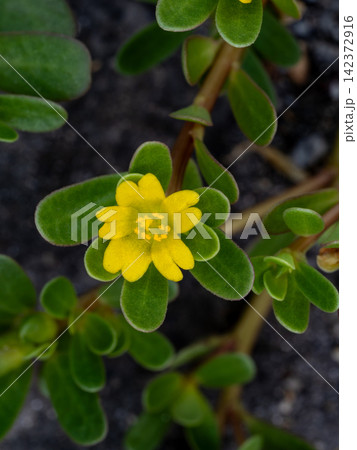 道端に生えているスベリヒユの黄色い花 道端に生えているスベリヒユの黄色い花 142372916