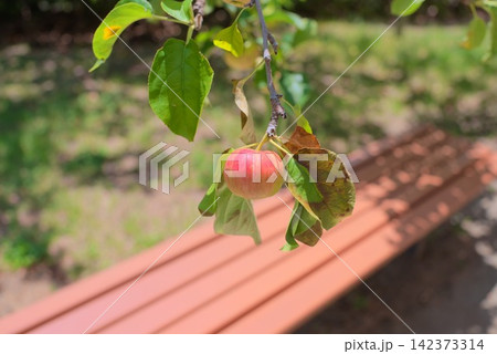 緑の葉に囲まれた枝に一つ実る赤いりんごを写した自然風景 142373314