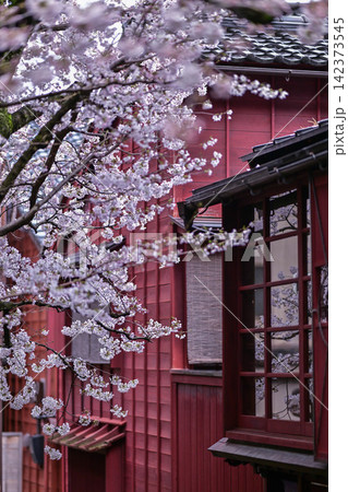 桜が美しい主計町茶屋街 桜が美しい主計町茶屋街 142373545