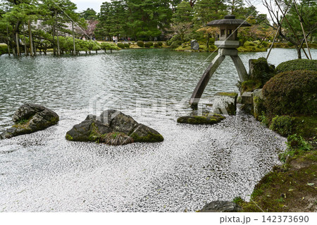 桜が美しい兼六園の春 桜が美しい兼六園の春 142373690