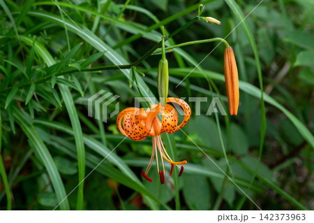 山の道端に生えるコオニユリの花 142373963