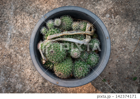 A dying snake trapped on hook spines of Mammillaria Beneckei cactus. This cactus is a very widespread species that is very abundant. It has white radial spines and brown hooked centrals. A dying snake trapped on hook spines of Mammillaria Beneckei cactus. This cactus is a very widespread species that is very abundant. It has white radial spines and brown hooked centrals. 142374171