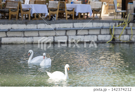 Mute Swans Swimming in Central Asian Pond Mute Swans Swimming in Central Asian Pond 142374212