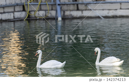 Mute Swans Swimming in Central Asian Pond 142374213