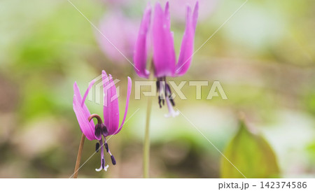 かたくり群生の郷 可憐なカタクリの花 秋田県 かたくり群生の郷 可憐なカタクリの花 秋田県 142374586