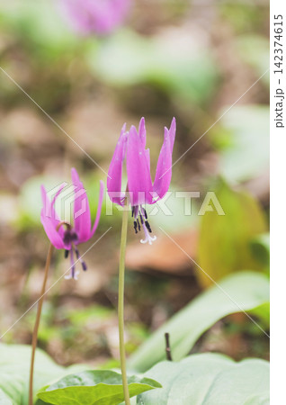 かたくり群生の郷 可憐なカタクリの花 秋田県 かたくり群生の郷 可憐なカタクリの花 秋田県 142374615