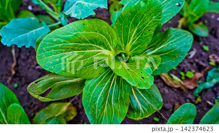 A view of a mustard green plantation intercropped with citrus trees. 142374623