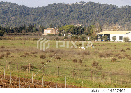 Provence Hillside Village with Winter Vineyards Provence Hillside Village with Winter Vineyards 142374634