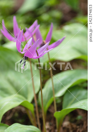 かたくり群生の郷　可憐なカタクリの花　秋田県 142374653