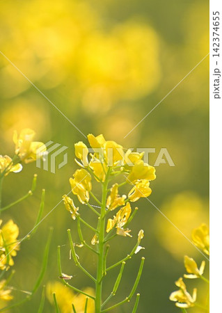 朝の光に包まれる福島潟の菜の花(新潟県新潟市) 朝の光に包まれる福島潟の菜の花(新潟県新潟市) 142374655