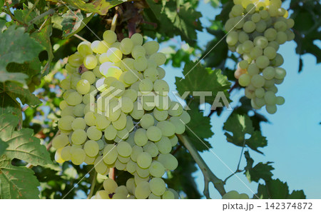 bunch of white grapes on a vineyard bunch of white grapes on a vineyard 142374872