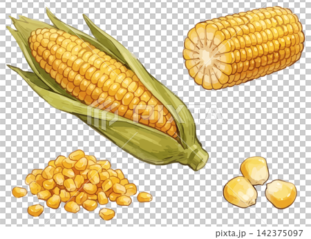 シズル感のあるとうもろこしのイラスト シズル感のあるとうもろこしのイラスト 142375097