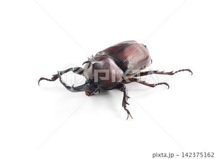 雄のカブトムシ 雄のカブトムシ 142375162