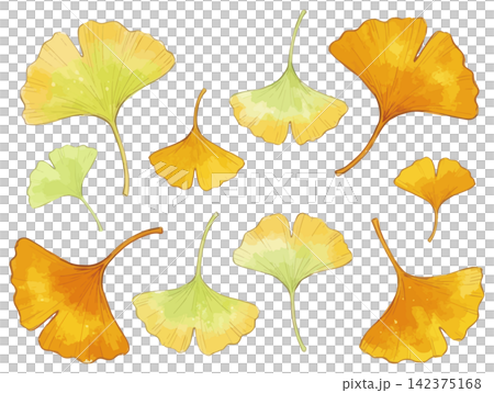 A visually appealing illustration of ginkgo leaves. A visually appealing illustration of ginkgo leaves. 142375168