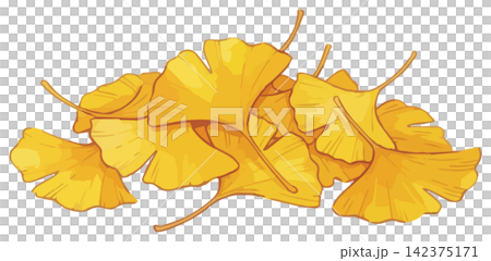 A visually appealing illustration of ginkgo leaves. 142375171