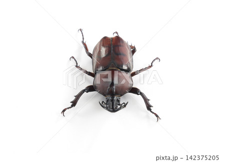 雄のカブトムシ 雄のカブトムシ 142375205