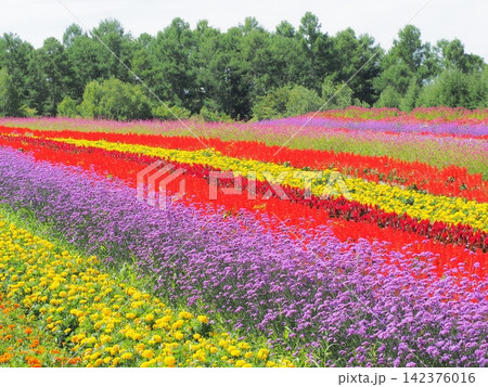 長野県　カラフルな花畑　8月 142376016