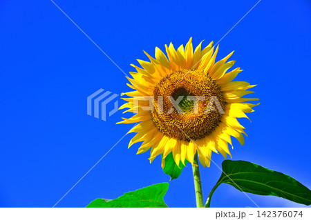 夏の青空に向日葵の花 夏の青空に向日葵の花 142376074