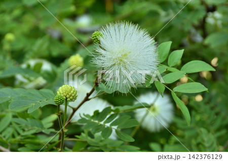 咲くやこの花館のカリアンドラ・ハエマトケファラ 咲くやこの花館のカリアンドラ・ハエマトケファラ 142376129