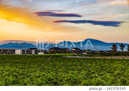 鳥取県北栄町 朝焼けに染まる田園風景 鳥取県北栄町 朝焼けに染まる田園風景 142376145