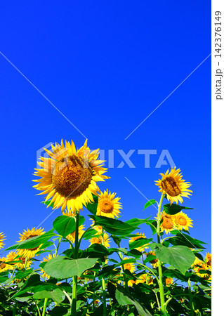 夏の青空に向日葵の花 142376149
