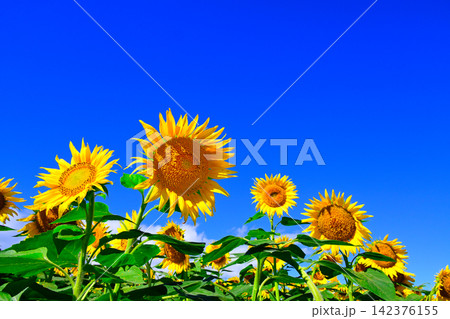 夏の青空に向日葵の花 夏の青空に向日葵の花 142376155