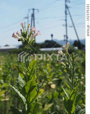 青空と日ざしを浴びたピンクのタバコの花々（JR土讃線の南陣山踏切近くの煙草畑） 142376181