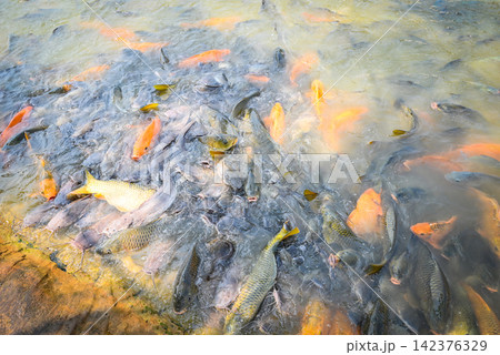 Carp fish tilapia and catfish eating from feeding food on water surface ponds on water surface ponds, fish farm floating for breathe on top water in lake near river Asian 142376329
