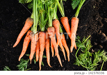 carrot on ground , fresh carrots growing in carrot field vegetable grows in the garden in the soil organic farm harvest agricultural product nature 142376336
