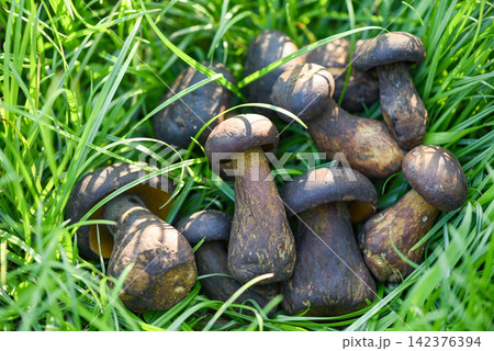 The Cep, Bolete Mushroom on green grass meadow, Fresh raw wild mushroom organic food in a forest autumn - cep, black penny bun, porcino or king boletus, usually called black porcini mushroom The Cep, Bolete Mushroom on green grass meadow, Fresh raw wild mushroom organic food in a forest autumn - cep, black penny bun, porcino or king boletus, usually called black porcini mushroom 142376394