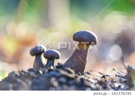 The Cep, Bolete Mushroom on ground, Fresh raw wild mushroom organic food in a forest autumn - cep, black penny bun, porcino or king boletus, usually called black porcini mushroom The Cep, Bolete Mushroom on ground, Fresh raw wild mushroom organic food in a forest autumn - cep, black penny bun, porcino or king boletus, usually called black porcini mushroom 142376395