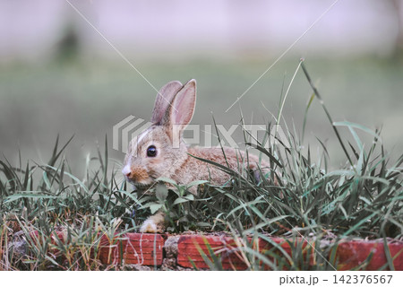 The bunny brown rabbit on green grass - rabbit easter concept The bunny brown rabbit on green grass - rabbit easter concept 142376567