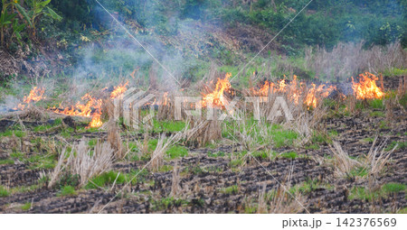 Burn a farm agriculture The farmer use fire burns stubble on the field smoke causing haze with smog air pollution Cause of global warming concept , Forest and field fire Dry grass burns Burn a farm agriculture The farmer use fire burns stubble on the field smoke causing haze with smog air pollution Cause of global warming concept , Forest and field fire Dry grass burns 142376569