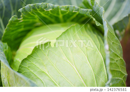 Cabbage in the garden - fresh green cabbage vegetable farm wait harvesting Cabbage in the garden - fresh green cabbage vegetable farm wait harvesting 142376581