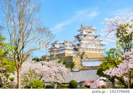 春の桜の季節の世界遺産・姫路城 春の桜の季節の世界遺産・姫路城 142376666