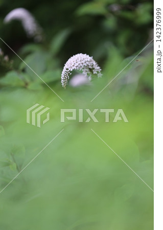 オカトラノノオの花が薄緑の大きな前ボケから顔を出すようなイメージ オカトラノノオの花が薄緑の大きな前ボケから顔を出すようなイメージ 142376999