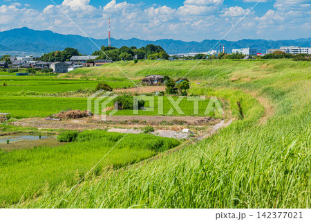 木津川沿いの田園風景 京都府八幡市 木津川沿いの田園風景 京都府八幡市 142377021