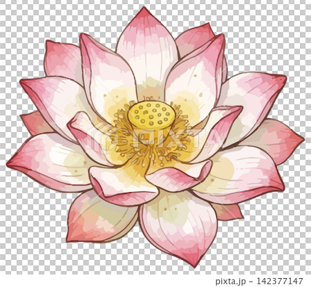 一幅生動的蓮花插圖。 142377147