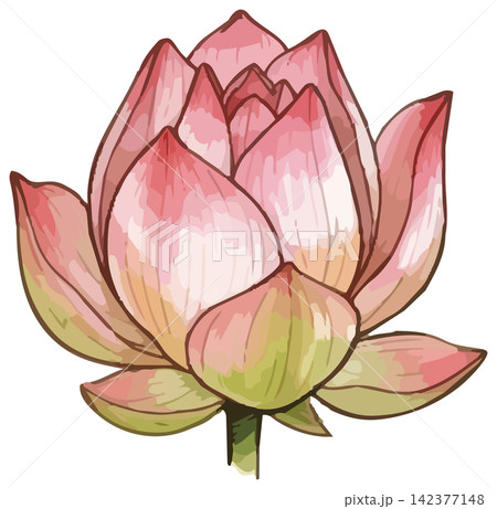 シズル感のあるハスの花のイラスト シズル感のあるハスの花のイラスト 142377148