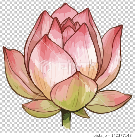 シズル感のあるハスの花のイラスト シズル感のあるハスの花のイラスト 142377148