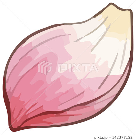 シズル感のあるハスの花のイラスト 142377152