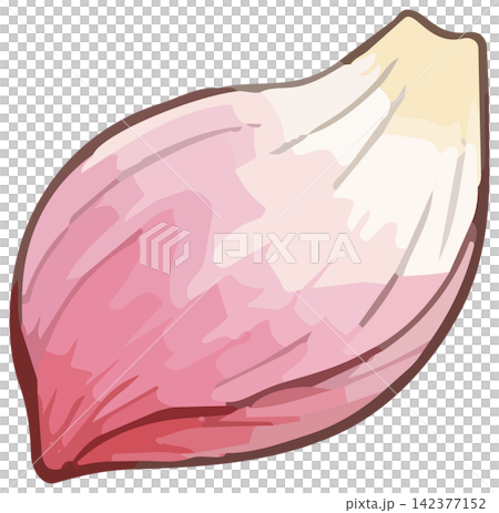 シズル感のあるハスの花のイラスト 142377152