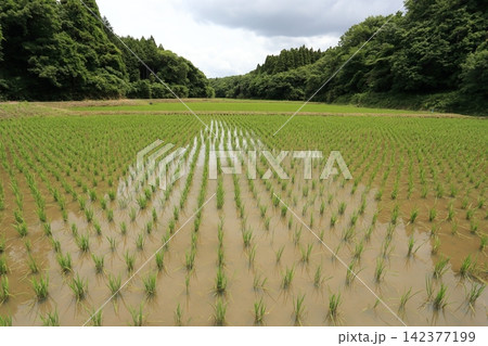 田植えが終わった里山の、谷津田 142377199
