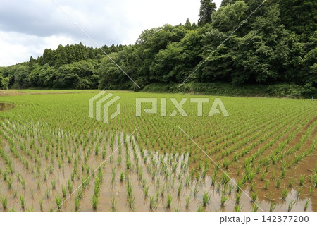 田植えが終わった里山の、谷津田 田植えが終わった里山の、谷津田 142377200