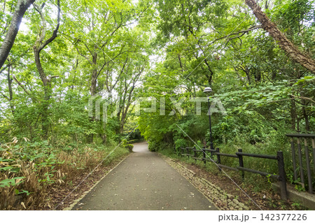 夏の田んぼの横浜市戸塚区舞岡ふるさと公園 夏の田んぼの横浜市戸塚区舞岡ふるさと公園 142377226