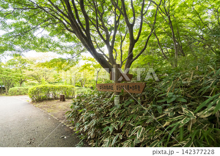 夏の田んぼの横浜市戸塚区舞岡ふるさと公園 夏の田んぼの横浜市戸塚区舞岡ふるさと公園 142377228
