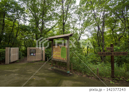 夏の田んぼの横浜市戸塚区舞岡ふるさと公園 夏の田んぼの横浜市戸塚区舞岡ふるさと公園 142377243