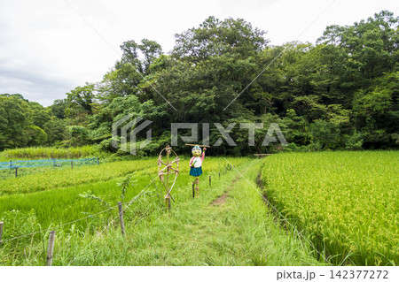 夏の田んぼの横浜市戸塚区舞岡ふるさと公園 夏の田んぼの横浜市戸塚区舞岡ふるさと公園 142377272